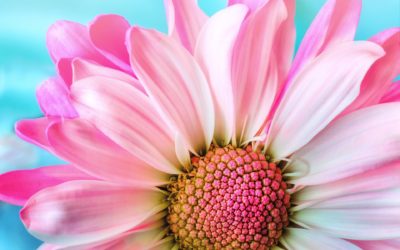 La gratitude : une voie vers les Anges ?